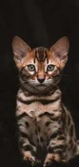 A Bengal kitten sitting on a dark background, showcasing its striking fur patterns.