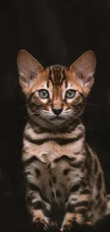 A Bengal kitten with striking markings sits on a dark background.