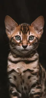 Bengal kitten with vivid markings against a dark background.