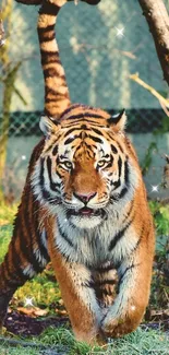 Bengal Tiger Siberian Tiger Plant Live Wallpaper