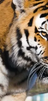 Bengal Tiger Siberian Tiger Plant Live Wallpaper