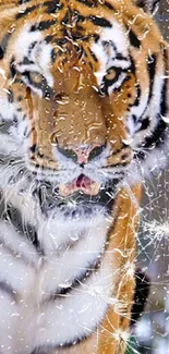 Tiger behind frosted glass with rain droplets.