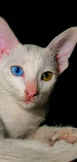 Cat with one blue eye and one yellow eye on a dark background.