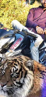 Biker posing with motorcycle alongside a fierce tiger in nature.