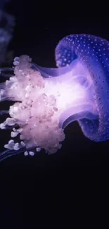 Bioluminescence Marine Invertebrates Jellyfish Live Wallpaper