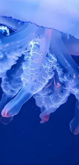 Luminescent jellyfish glows in deep blue ocean.