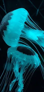 Glowing blue jellyfish in serene ocean wallpaper.