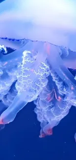 Vibrant jellyfish glowing underwater in blue hues.