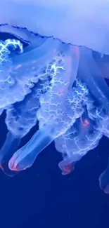 Bioluminescent jellyfish in deep blue ocean wallpaper.