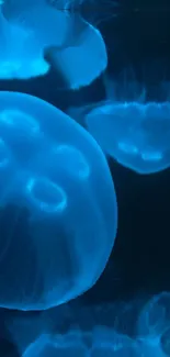 Bioluminescent jellyfish glowing in blue hues, perfect for a mesmerizing wallpaper.