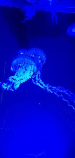 Illuminated blue jellyfish glow underwater in dark ocean scene.