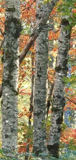 Birch trees with colorful autumn leaves in a serene forest setting.