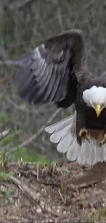 Majestic bald eagle landing with wings spread wide against a forest background.