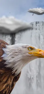 Bird Accipitridae Sea Eagle Live Wallpaper