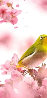 Green bird perched amid pink cherry blossoms.