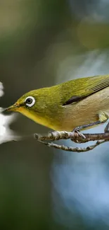 Vibrant green bird on a branch with white blossoms.