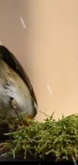 Bird perched on moss with soft beige background.