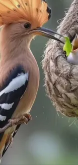 Close-up of a bird feeding its chick in a woven nest.