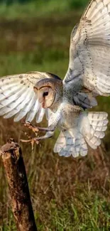 Owl swooping down in lush green landscape.