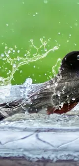 Bird splashing water in a stone birdbath, vivid green backdrop.