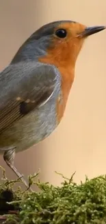 Bird Beak European Robin Live Wallpaper