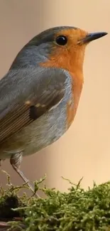 Bird Beak European Robin Live Wallpaper