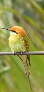 Colorful bird perched on a branch in a natural setting.