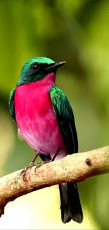 A vivid pink and green tropical bird perched on a branch, set against a lush background.