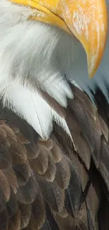 Bird Beak Feather Live Wallpaper