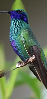 Vibrant hummingbird perched in profile view with striking green and blue colors.