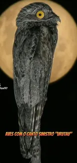 Bird Beak Organism Live Wallpaper