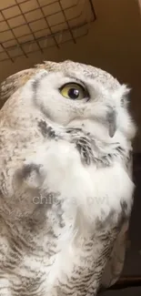 Bird Beak Owl Live Wallpaper