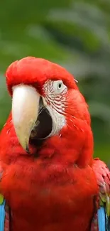 Bird Beak Parrot Live Wallpaper