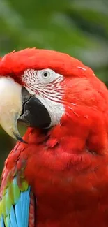 Bird Beak Parrot Live Wallpaper