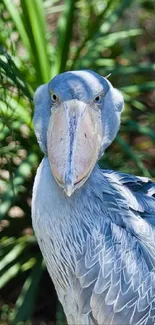 Bird Beak Plant Live Wallpaper