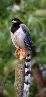 Long-tailed bird perched on a tree branch with green leaves background.