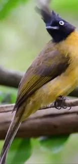 Bird Beak Yellow Live Wallpaper