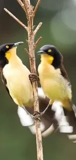 Bird Beak Yellow Live Wallpaper