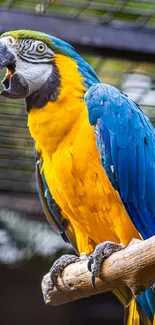 Bird Blue Beak Live Wallpaper