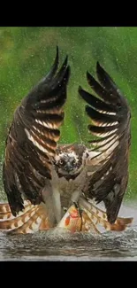 Predator bird captures fish amid rainfall.