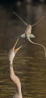 Bird catching fish in air over water, stunning action shot.