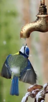 Bird drinking from a brass tap in a natural setting.