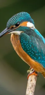 Bird Electric Blue Macro Photography Live Wallpaper