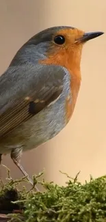 Bird European Robin Beak Live Wallpaper