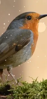 Bird European Robin Plant Live Wallpaper