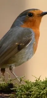 Bird European Robin Plant Live Wallpaper