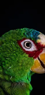 Close-up of a vibrant green parrot with colorful feathers.