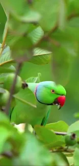 Bird Green Branch Live Wallpaper