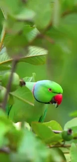 Bird Green Branch Live Wallpaper