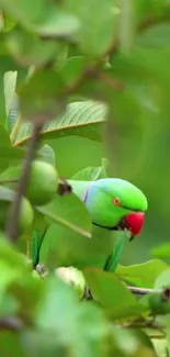 Bird Green Branch Live Wallpaper